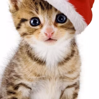 Christmas cat iPhone wallpaper