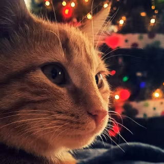 Christmas cat iPhone wallpaper