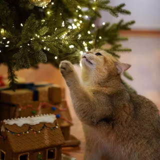 Christmas cat iPhone wallpaper