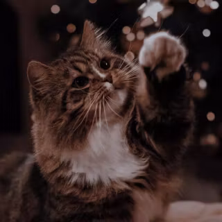 Christmas cat iPhone wallpaper