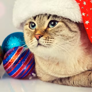Christmas cat iPhone wallpaper