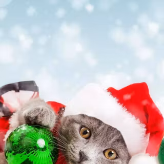 Christmas cat iPhone wallpaper