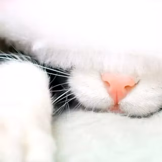 Christmas cat iPhone wallpaper