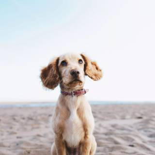 4k puppies wallpaper