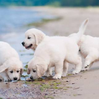 4k puppies wallpaper