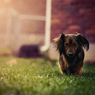 4k puppies wallpaper