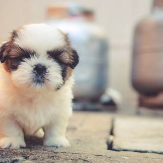 4k puppies wallpaper