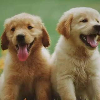Phone dogs wallpaper