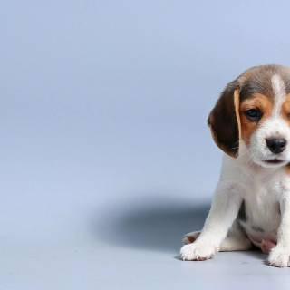 4k puppies wallpaper