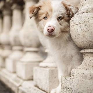 4k puppies wallpaper