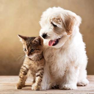 4k puppies wallpaper