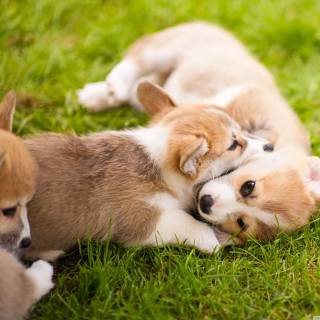 4k puppies wallpaper