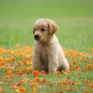 4k puppies wallpaper