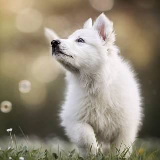 4k puppies wallpaper