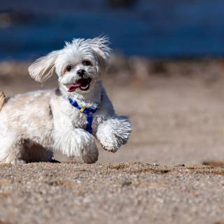 4k puppies wallpaper