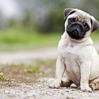 4k puppies wallpaper