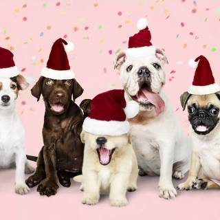 4k puppies wallpaper