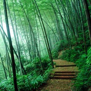 Japanese bamboo wallpaper