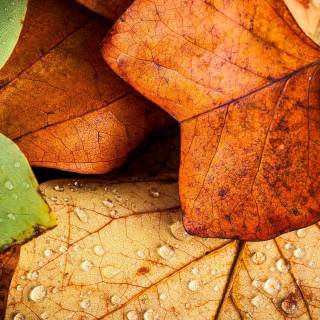 4k fall season wallpaper