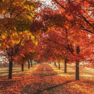 Autumn 1440x2560 wallpaper