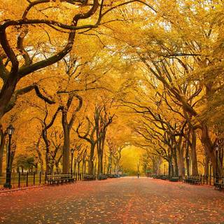 Autumn in New York wallpaper