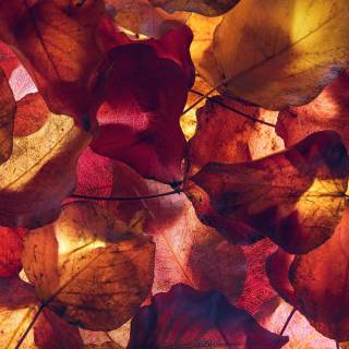 4k fall season wallpaper