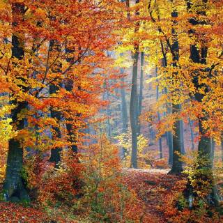 4k fall season wallpaper