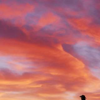 Cowgirl iPhone wallpaper