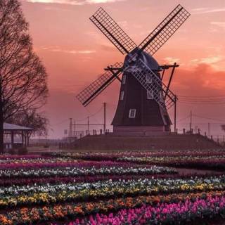 Netherlands phone wallpaper