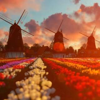 Netherlands phone wallpaper