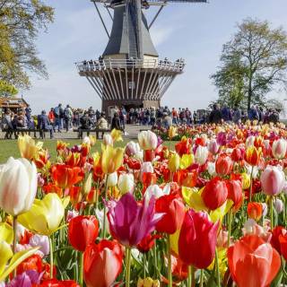 Netherlands phone wallpaper