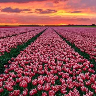 Netherlands phone wallpaper