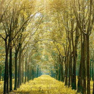 Sunlight phone wallpaper