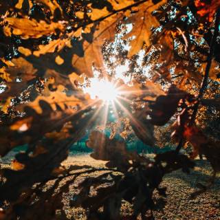 Sunlight phone wallpaper