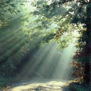 Sunlight phone wallpaper