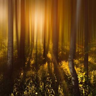 Sunlight phone wallpaper