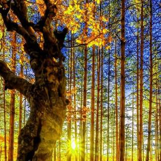 Sunlight phone wallpaper