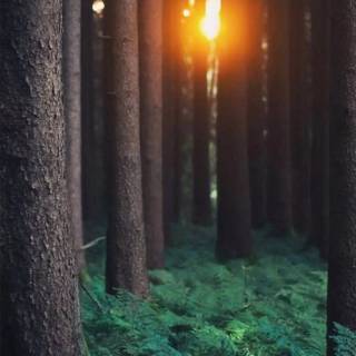 Sunlight phone wallpaper