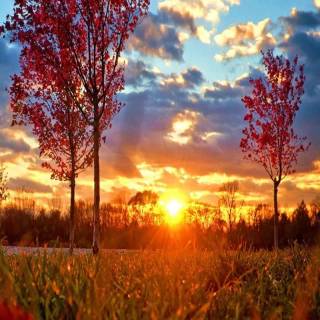 Sunlight phone wallpaper