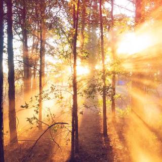 Sunlight phone wallpaper