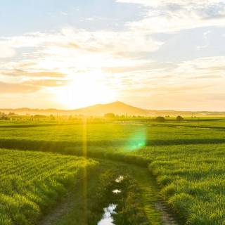 Sunlight phone wallpaper