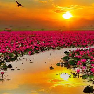 Sunlight phone wallpaper