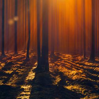 Sunlight phone wallpaper