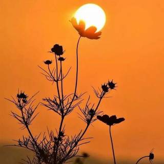 Sunlight phone wallpaper