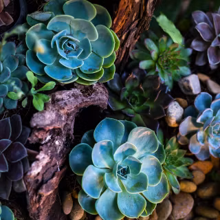 Succulent plants wallpaper
