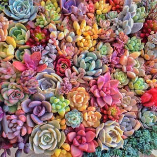 Succulent plants wallpaper