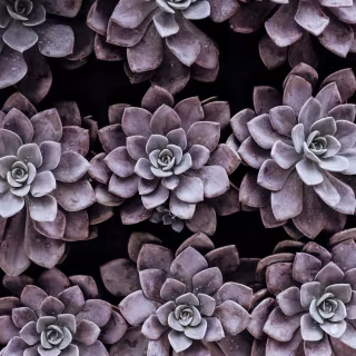 Succulent plants wallpaper