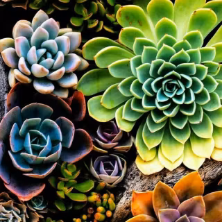 Succulent plants wallpaper