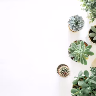 Succulent plants wallpaper