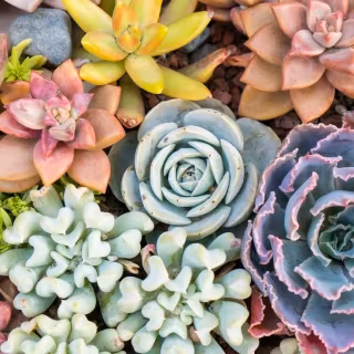 Succulent plants wallpaper